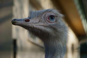 gray ostrich head, close-up