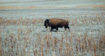 male Bison walking in wilderness at winter