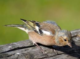Chaffinch Bird Fink on branch