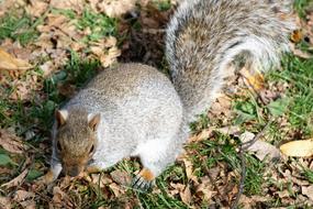 beautiful grey Squirrel in Park