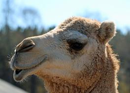 Camel Head with Lips down Close up