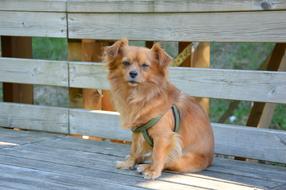 Dog Breed Canine on wood