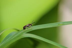 small cute Insect on grass blade, Macro