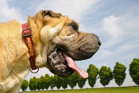Profile portrait of the colorful, beautiful and cute sharpei in the green park