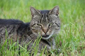 Portrait of the cute and beautiful, colorful cat, on the green grass