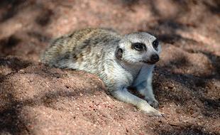 meerkat lying on the sand in the melbourne zoo, australia