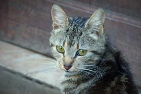 portrait of the splendid Cat