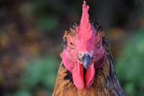 brown rooster head with red comb close up