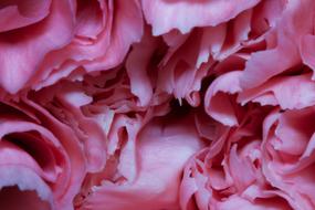 Macro Pink Flower