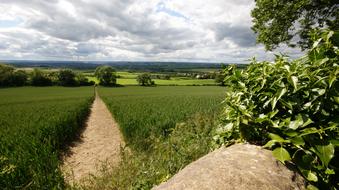 Path Crops Green