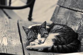 splendid Cat Sleeping