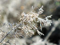 Winter Snow Frosty reed