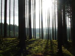 Tree Backlighting Sun