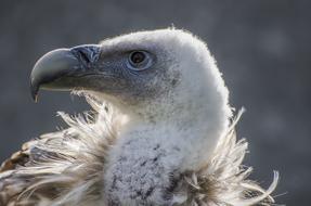 Vulture close-up on blurred background