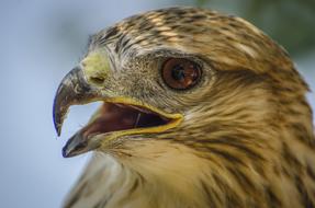 Falcon Wildlife Bird close-up on blurred background
