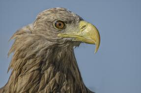 proud bird of prey portrait