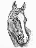 Beautiful, black and white drawing of the portrait of a horse