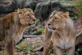 two beautiful lionesses in the wild