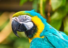 Animals Nature Parrot