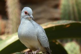 silver Dove in Desert