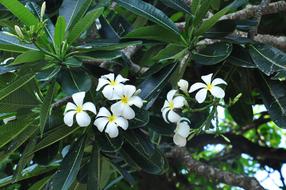 Plumeria Plant