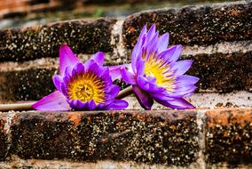Waterlily Flower Sri