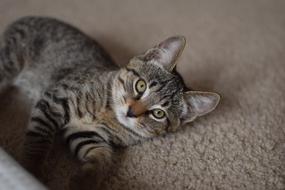 young mackerel cat lays on floor