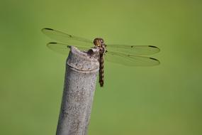 incredibly Dragonfly Insect on a wood in a pond