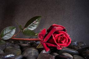 Red Pink Flower blooming