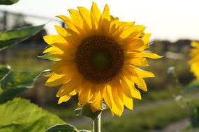 Sunflower Sun Yellow