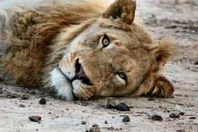 Lioness is sleeping on the ground in Africa