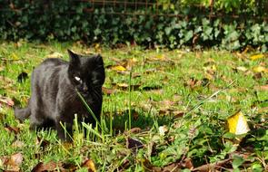 walking black cat