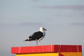 Beautiful, white and black bird, at background with beautiful cloudy sky