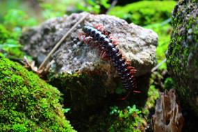 Centipede Scolopendra
