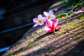 Araliya Plumeria Flower Sri