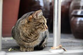 Street Expression Mammals