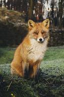 red Fox sits in front of forest