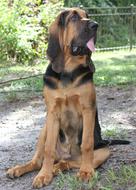 bloodhound dog in the backyard