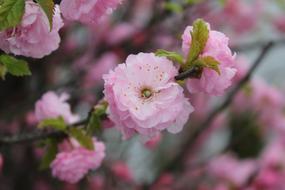 Spring Flowers Nature