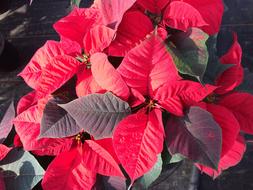 Poinsettia Red Flower