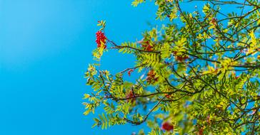 Branches Leaves Nature