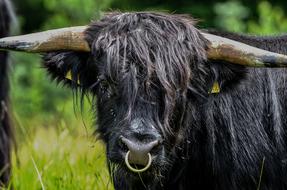 head of black furry cattle with Nose Ring