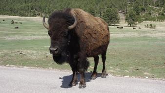 Buffalo Bison Yellowstone National