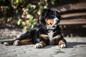 bernese mountain dog puppy in the bright sun