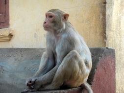 monkey is sitting on a stone bench