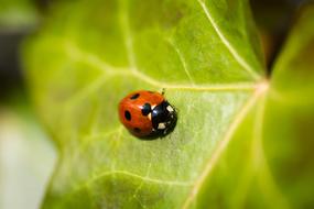 Ladybug on ivy leaf close-up on blurred background