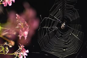 Spider Scary Black drawing