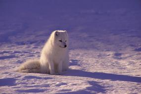 incredible beauty Arctic Wolf Fur