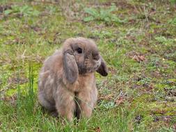 Rabbit Lop Ears