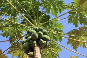 Papaya Tree Fruits